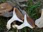 Ördögszekér-laskagomba (Pleurotus eryngii), Budai-hegység